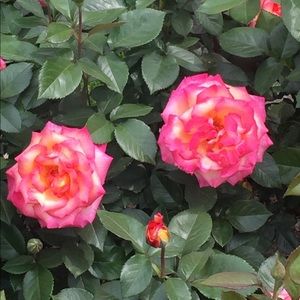 Meet your Posher, Gracianna